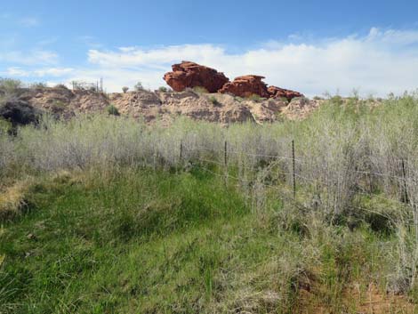 Red Rock Springs