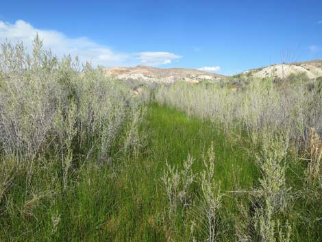 Red Rock Springs