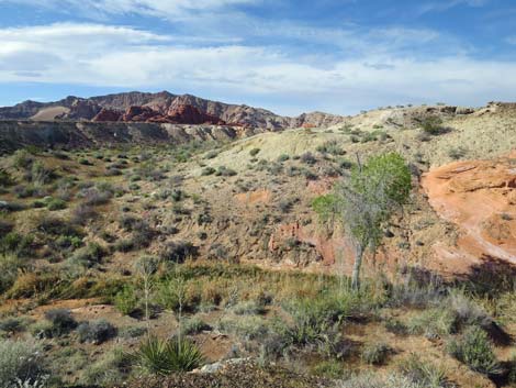 Red Rock Springs