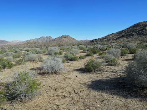 Shark Tooth Peak