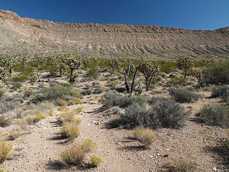 Uranium Mine