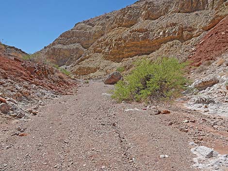 Cottonwood Spring