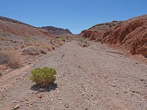 Cottonwood Spring