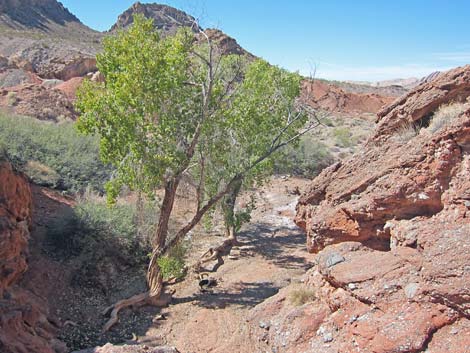 Cottonwood Spring