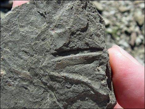 Frenchman Mountain Trilobite Quarry