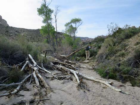 Grapevine Canyon