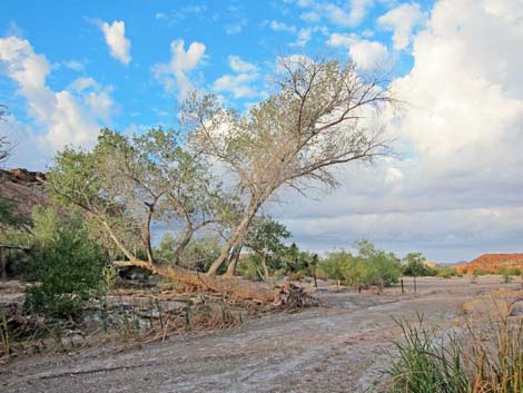 Bitterspring Road