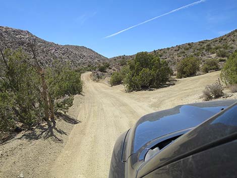 Christmas Tree Pass Road