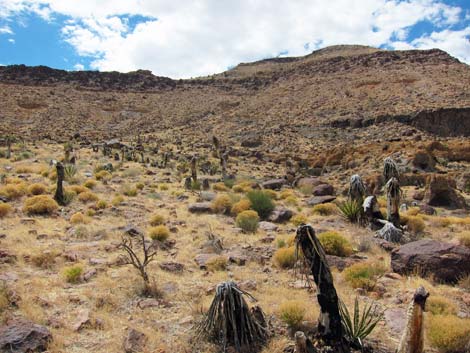 Cactus Garden Loop Trail