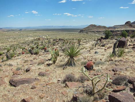 Cactus Garden Loop Trail