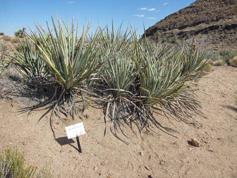 Cactus Garden Loop Trail