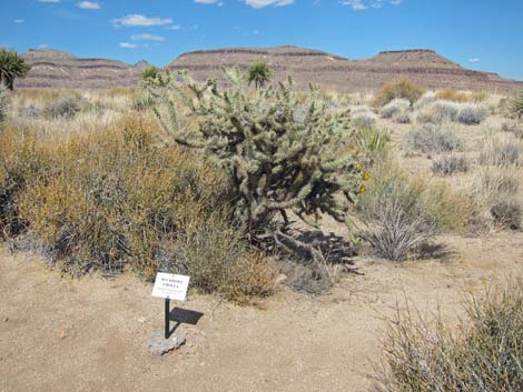 Cactus Garden Loop Trail