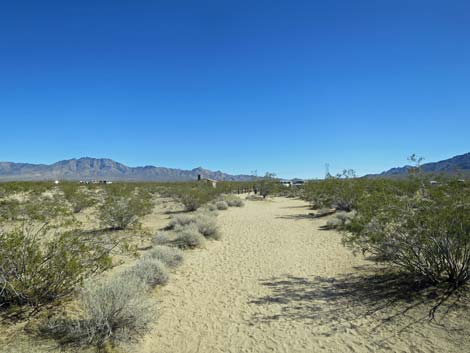 Kelso Dunes