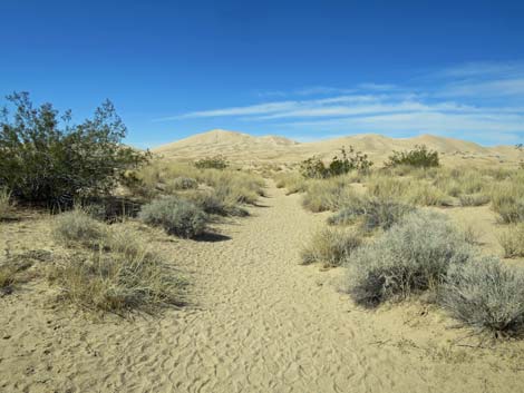 Kelso Dunes