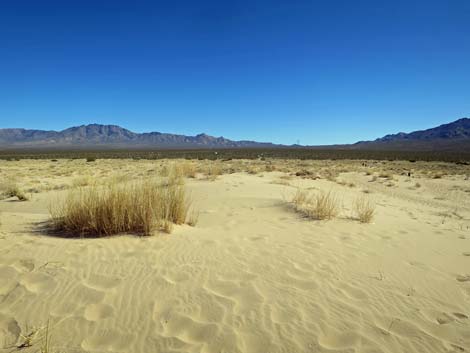 Kelso Dunes