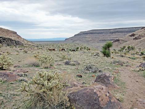 Mid Hills to Hole-in-the-Wall Trail