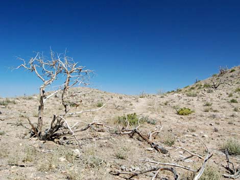 Mid Hills Loop Trail