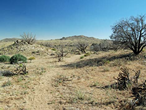 Mid Hills Loop Trail