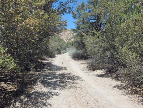 Caruthers Canyon Road