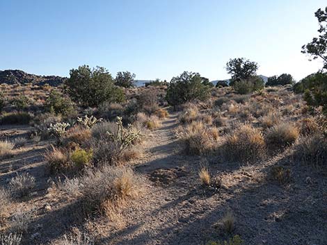 Rock Spring Loop Trail