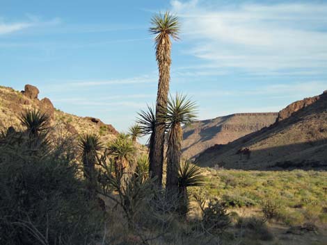 Mojave Yucca (Yucca schidigera)