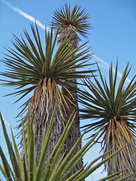 World's Tallest Yucca