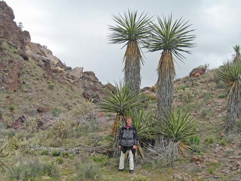 Mojave Yucca (Yucca schidigera)