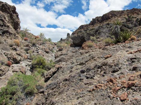 World's Tallest Yucca