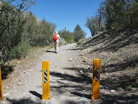 Acastus Trail