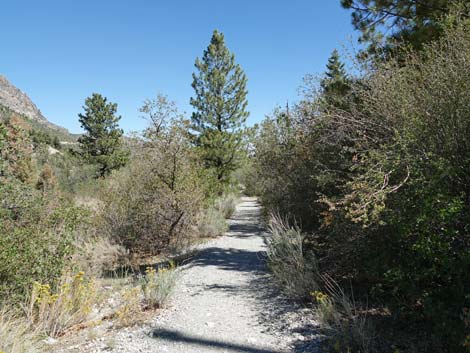 Acastus Trail