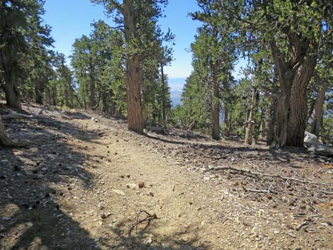 Bonanza Peak Trail