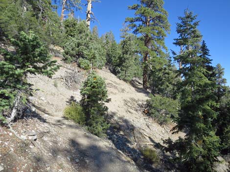 Bonanza Peak Trail