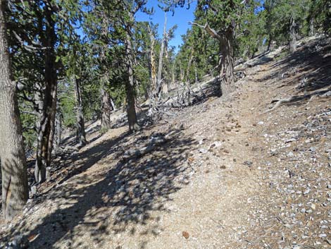 Bonanza Peak Trail