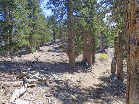 Bonanza Peak Trail