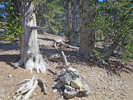 Bonanza Peak Trail