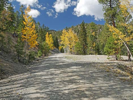 Bristlecone Trail