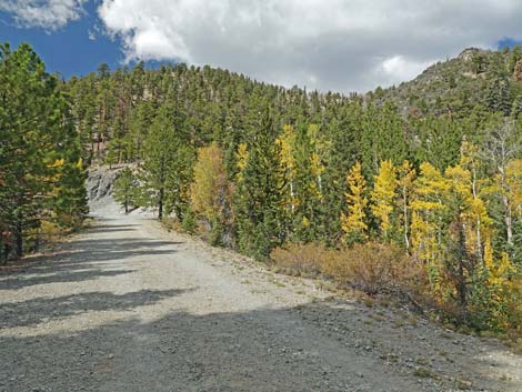 Bristlecone Trail