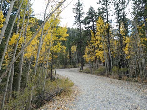 Bristlecone Trail