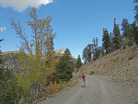 Bristlecone Trail