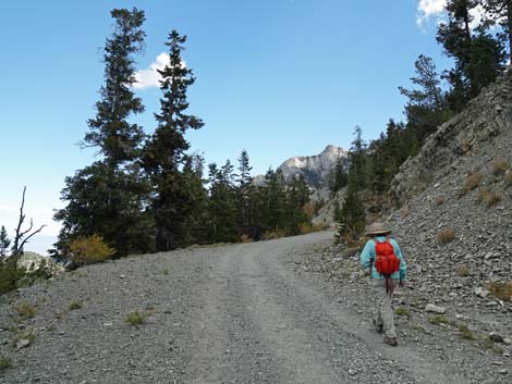 Bristlecone Trail