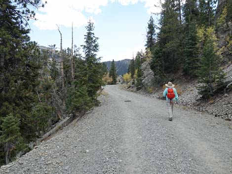 Bristlecone Trail