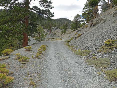 Bristlecone Trail