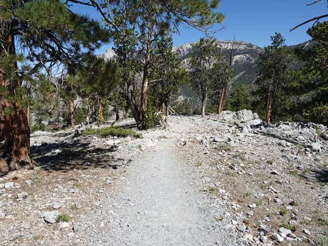 Bristlecone Trail