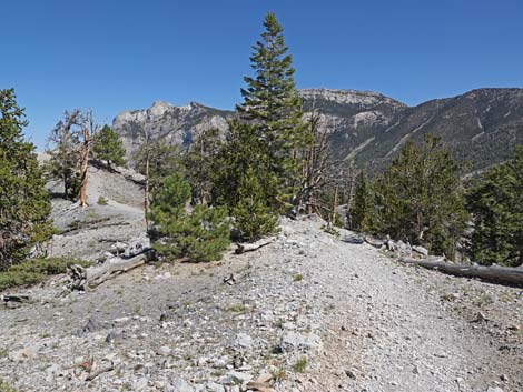 Bristlecone Trail