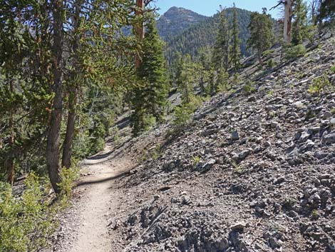 Bristlecone Trail