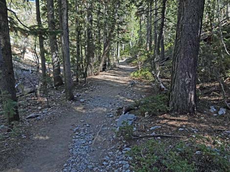 Bristlecone Trail