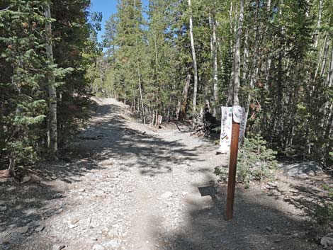 Bristlecone Trail