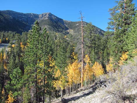 Bristlecone Trail