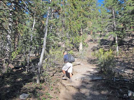 Bristlecone Trail