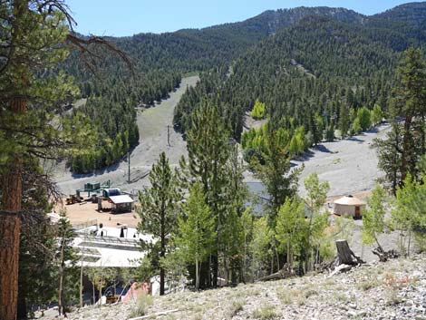 Bristlecone Trail